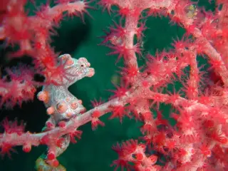 Bali - Unterwasseraufnahmen