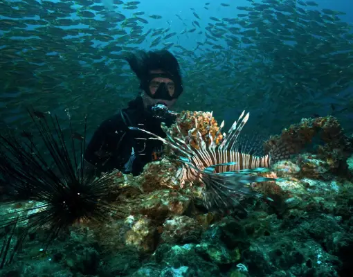 Celebes See - Fischschwarm