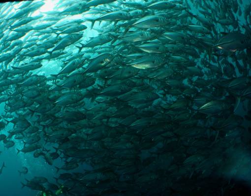 Halmahera - Fishswarm