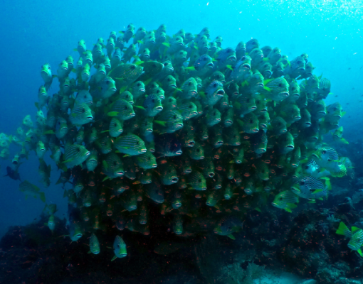 Halmahera - Practical Information