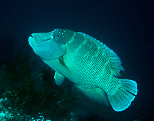 Halmahera - Napoleon Fish