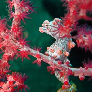 Indonesia - Dive Bali