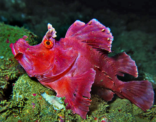 Raja Ampat - Critter