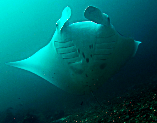 Raja Ampat - Tauchreise