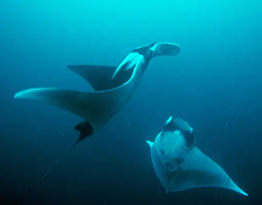 Raja Ampat - Manta Rochen