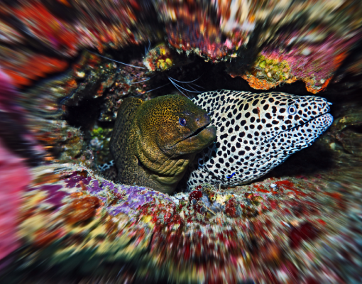 Raja Ampat - moray eels