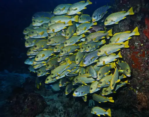 Raja Ampat - Fischschwarm