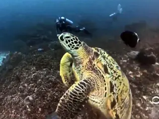 Raja Ampat - Schildkröte im Meer