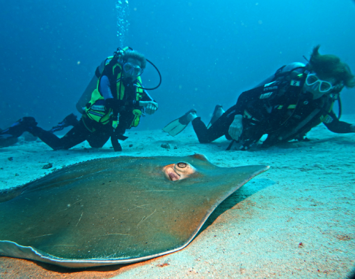 Divetrips Phuket - Manta
