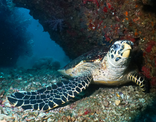 Divetrips Phuket - Turtle