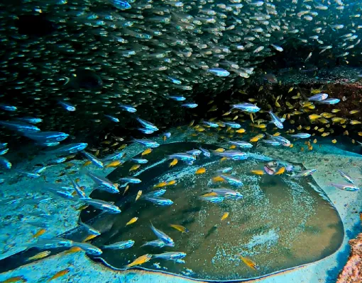 tauchsafaris_koh-phi-phi Tagesfahrten Phuket - Rochen