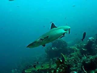 Tauchspots Phi Phi - Riffhai